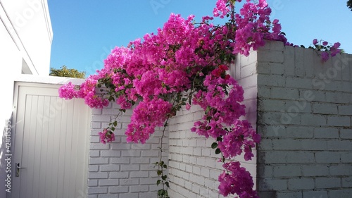 bougainvillea against white wall