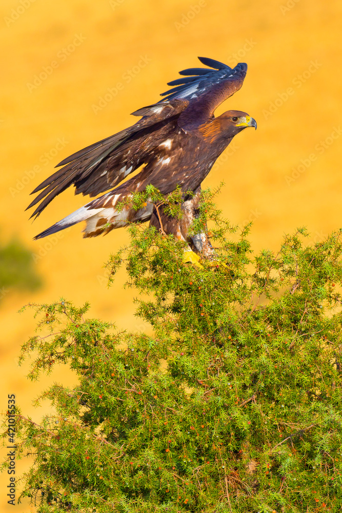 Fototapeta premium Golden Eagle, Aquila chrysaetos, Mediterranean Forest, Castile and Leon, Spain, Europe