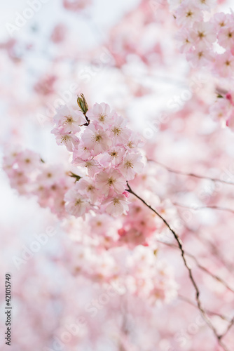 hellrosa Kirschblüten an einem Kirschbaum von unten in Richtung Himmel fotografiert