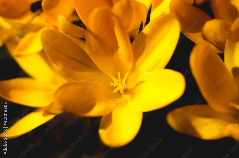 Macro photo of yellow crocus flowers. First spring flowers Macro photo of yellow crocus flowers. First spring flowers