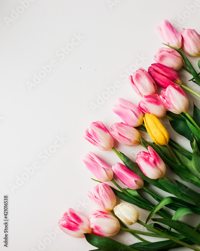 Fototapeta Naklejka Na Ścianę i Meble -  Pink fresh tulips flowers on white background