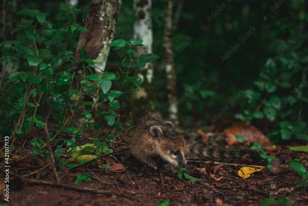 coati in the jungle