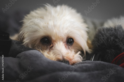 portrait of a dog