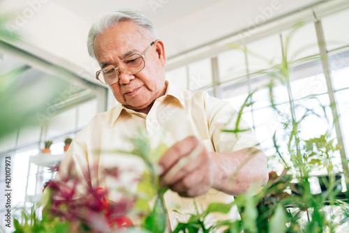 Close-up an Asian retired grandfather loves to take care of the plants in an indoor garden in the house with a smile and happiness. Retirement activities.