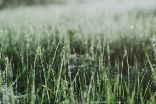 Close-up shot of green fresh grass in a field with morning dew drops