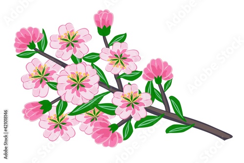 Fototapeta Naklejka Na Ścianę i Meble -  Sakura. Branch with pink buds, flowers and green leaves on a white background for textiles, tiles, porcelain, paper