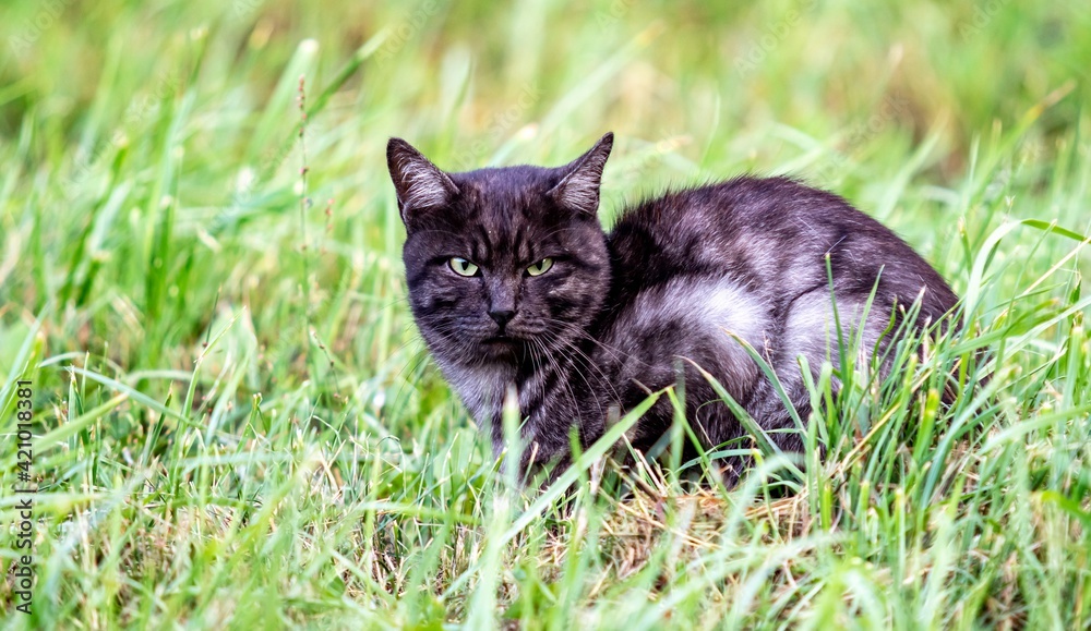 Black cat in green grass, nature.
