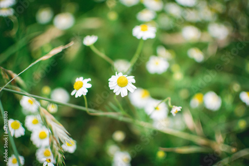 daisies in the grass