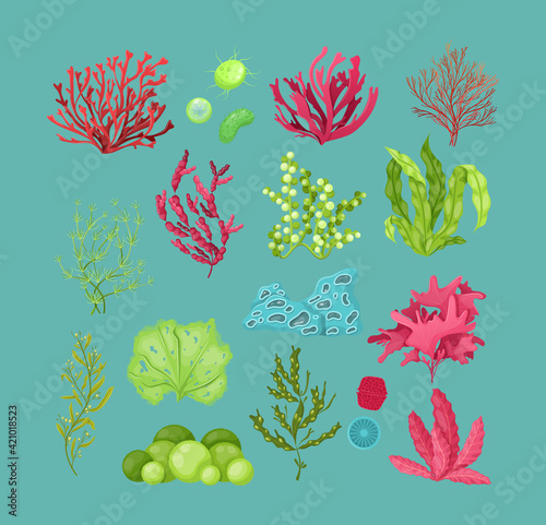 Underwater marine flora. Marine aquarium flora, aqua plants, coral reef underwater seaweed ocean plants phytoplankton, algae, laminaria, sea moss tropical sea plant underwater painting vector