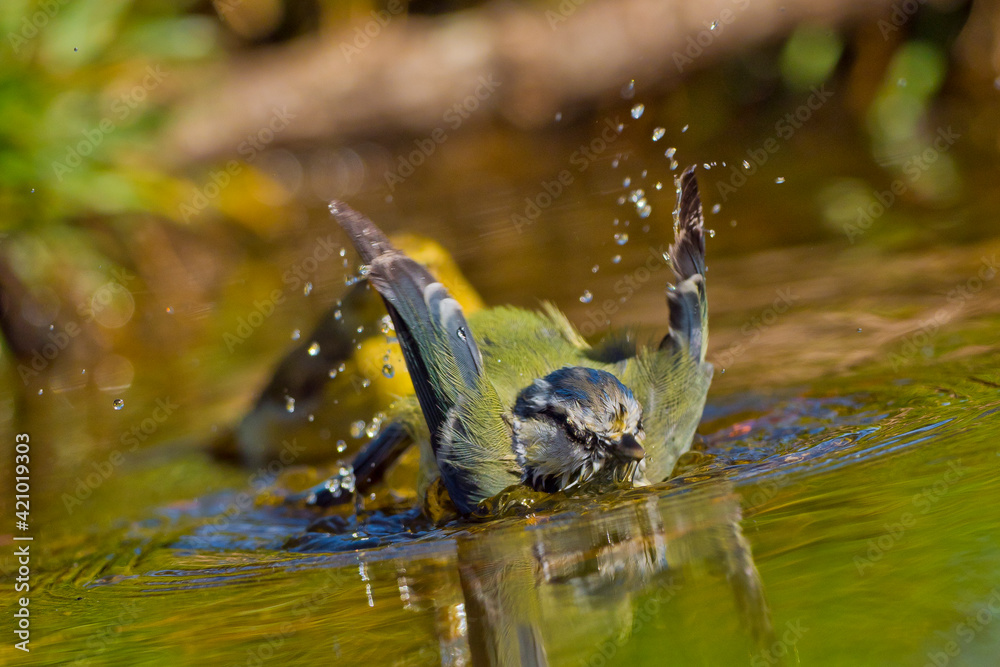 Obraz premium Blue Tit, Parus caeruleus, Forest Pond, Mediterranean Forest, Castile and Leon, Spain, Europe