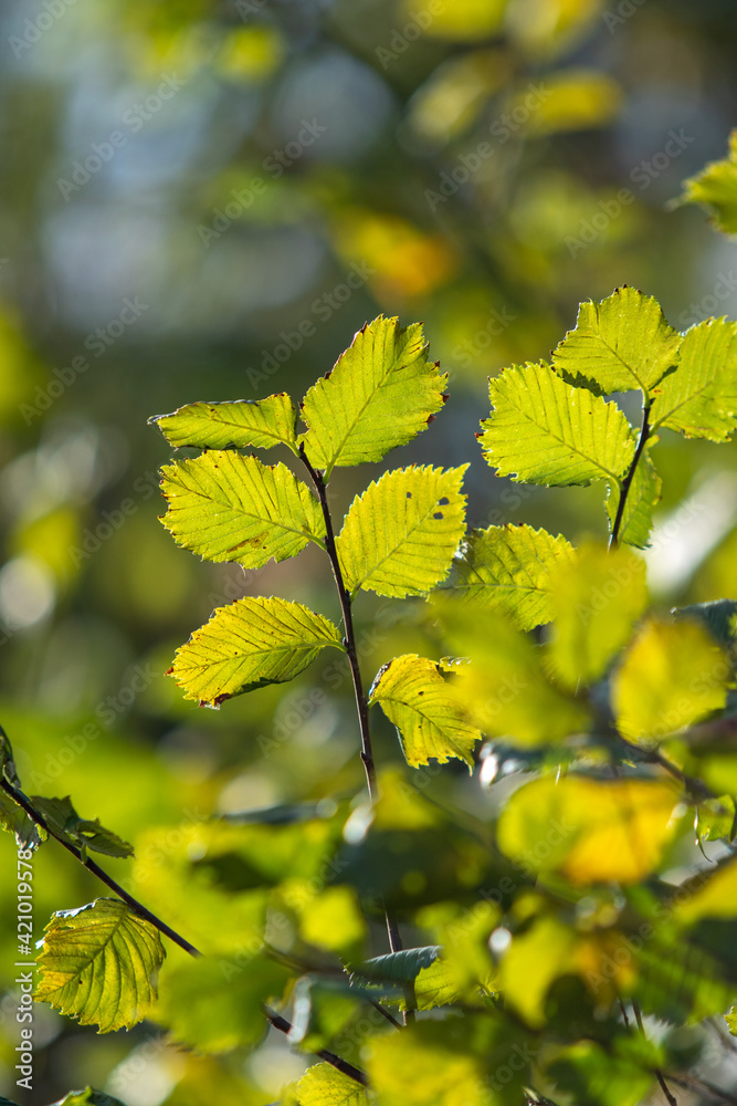 Green leaves blurred background abstract. Green leaves blurred background abstract.