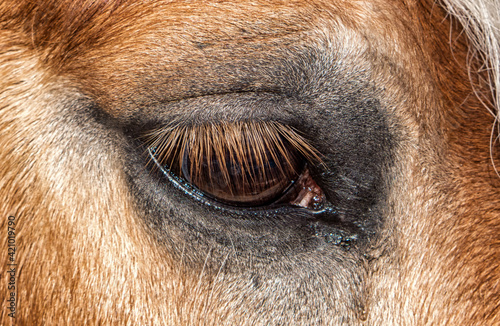 Eye of horse with long eyelashes