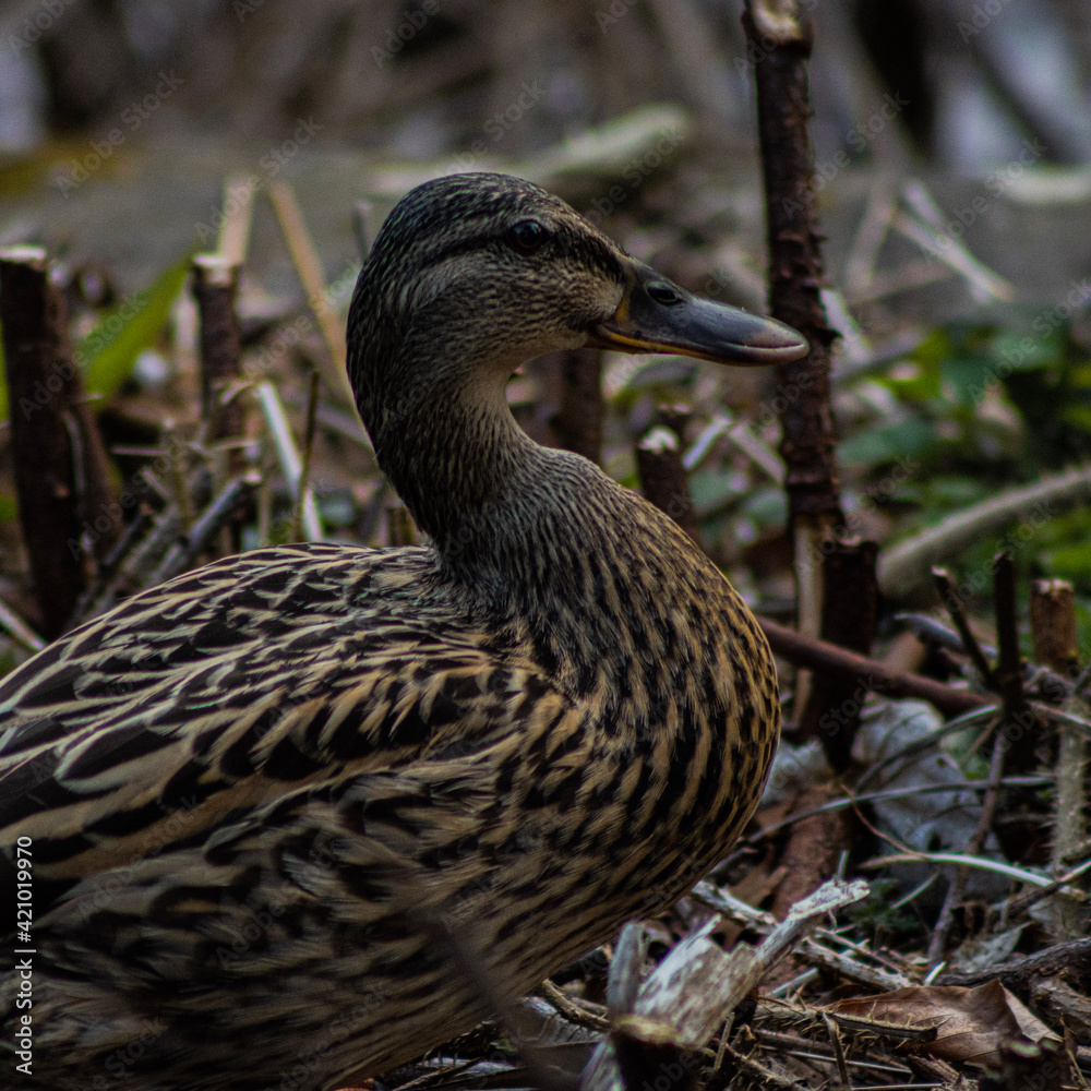 duck in the grass duck in the grass