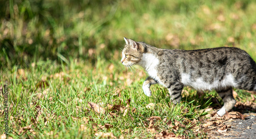 Gray cat in the park, summer landscape. © Prikhodko