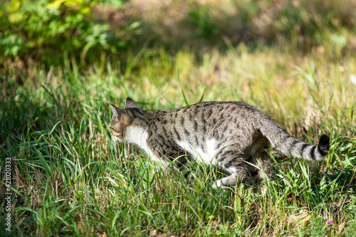 Gray cat in the park, summer landscape. © Prikhodko