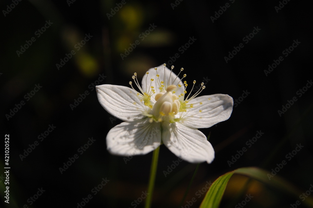 Obraz premium Plants