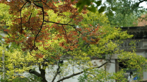 The beautiful old Chinese garden view with the black tiles roof and stone sculpture decoration