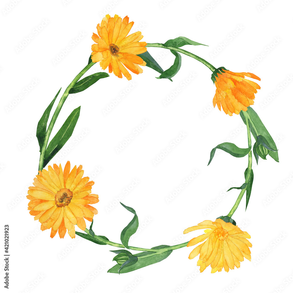 Wreath of calendula isolated on white background. Watercolor hand drawing illustration. Perfect for tea design, poster, cover, print, wrapping. Copy space. - obrazy, fototapety, plakaty 