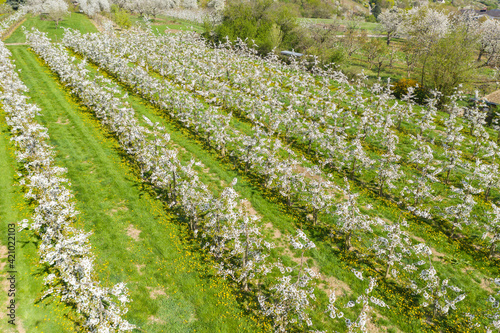 Bird's eye view of cherry trees in bloom near Wiesbaden / Germany
