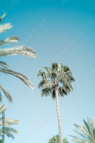 Palmen am Strand bei strahlendem Sonnenschein im vintage look