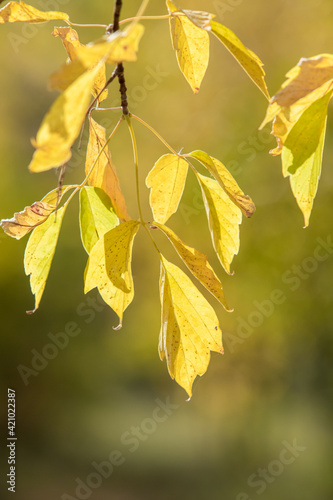 Yellow leaves in the autumn forest.