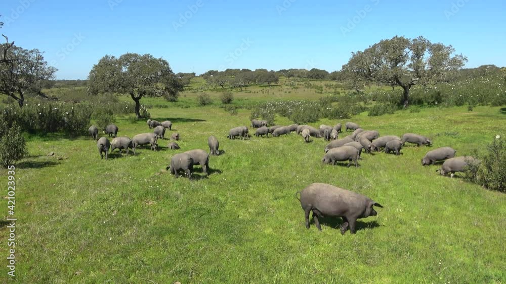 Iberian pigs grazing in the Huelva countryside. Pigs in the pasture with holm oaks in Andalusia, Spain Iberian pigs grazing in the Huelva countryside. Pigs in the pasture with holm oaks in Andalusia, Spain