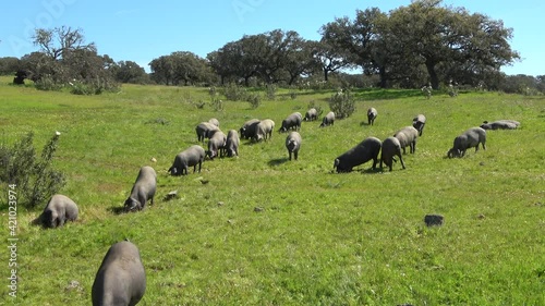 Iberian pigs grazing in the Huelva countryside. Pigs in the pasture with holm oaks in Andalusia, Spain
