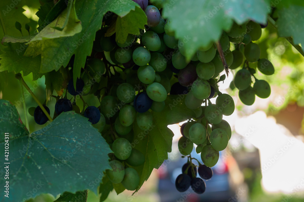 Unripe grapes on a vine with leaves in Chisinau, Moldova