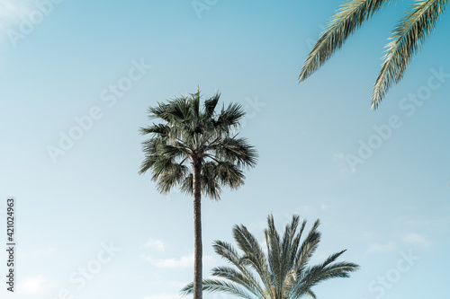 Palmen am Strand bei strahlendem Sonnenschein im vintage look