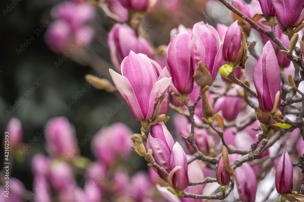 Fototapeta premium Beautiful magnolia flowers in Spring garden