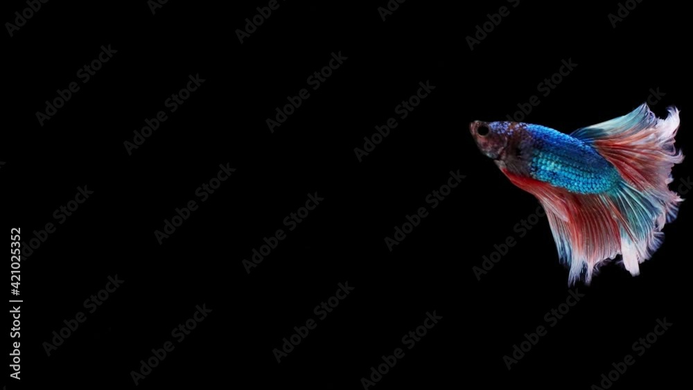 Siamese fighting fish (Betta splendens) Siamese fighting fish (Betta splendens)