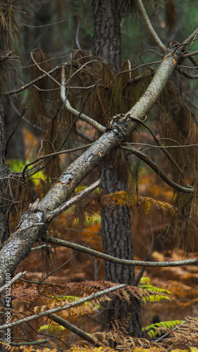 Belles couleurs cuivrées teintant les feuilles de fougère, en automne, dans la forêt des Landes de Gascogne