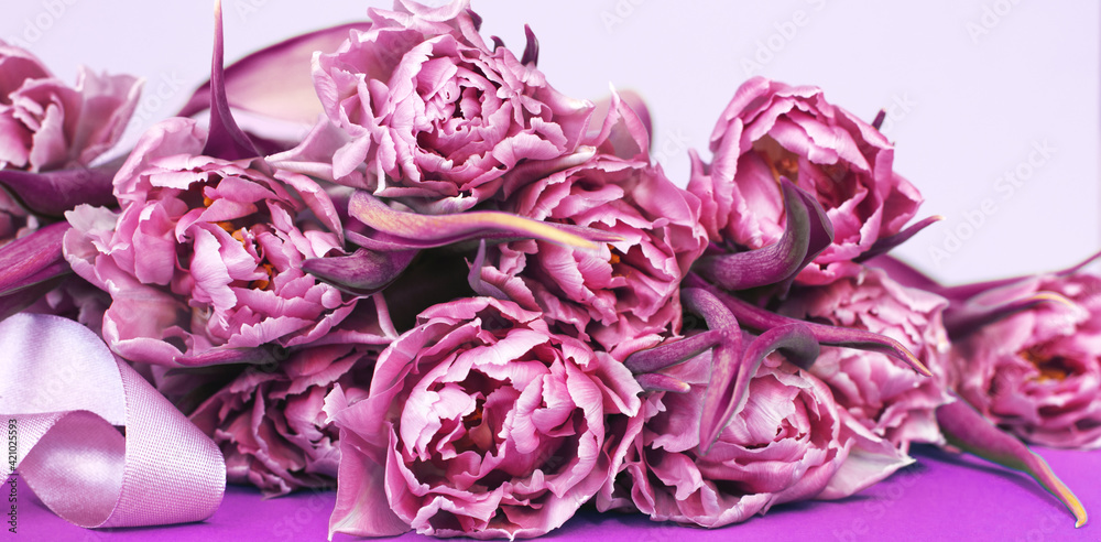 purple flower tulips background with copy space. banner