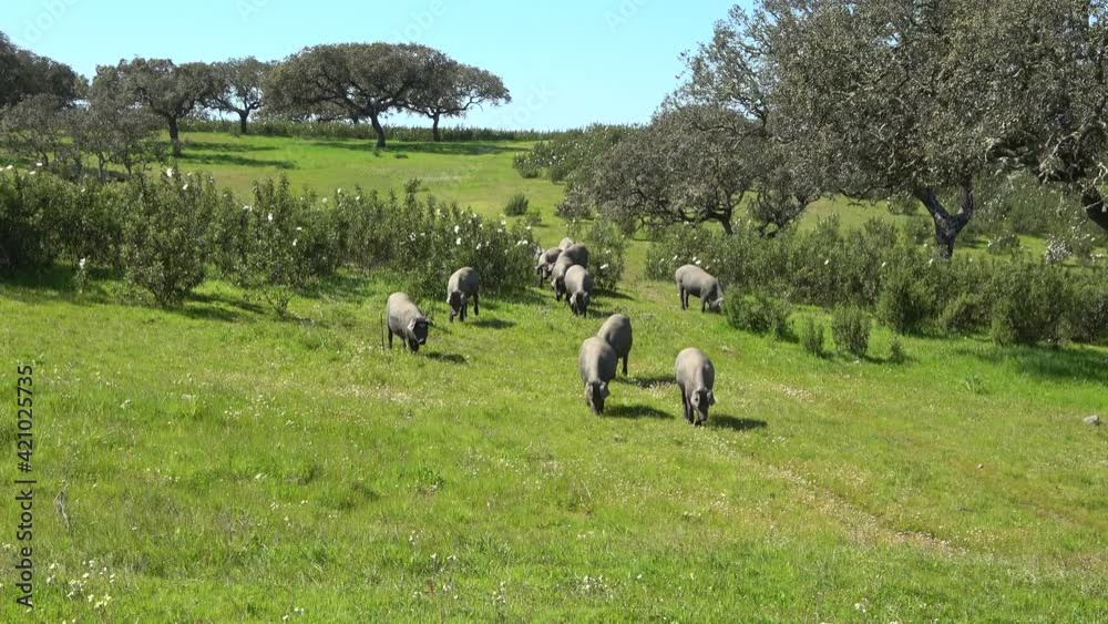 Iberian pigs grazing in the Huelva countryside. Pigs in the pasture with holm oaks in Andalusia, Spain Iberian pigs grazing in the Huelva countryside. Pigs in the pasture with holm oaks in Andalusia, Spain
