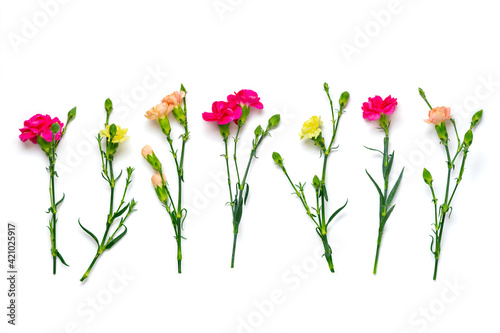 bouquet of pink carnation flower isolated on white background Top view Flat lay Holiday card 8 March, Happy Valentine's day, Mother's, Memorial, Teacher's day concept Copy space  © bmarya83