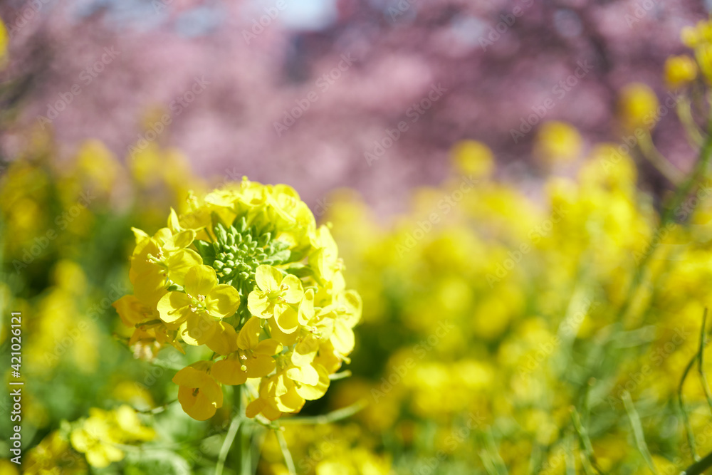 Kawazu cherry blossoms and rape blossoms in full bloom in Nishihirabatake Park Kawazu cherry blossoms and rape blossoms in full bloom in Nishihirabatake Park