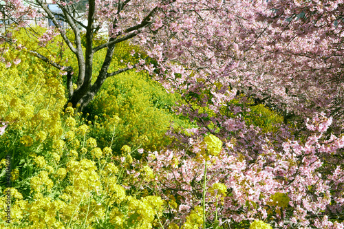 Kawazu cherry blossoms and rape blossoms in full bloom in Nishihirabatake Park