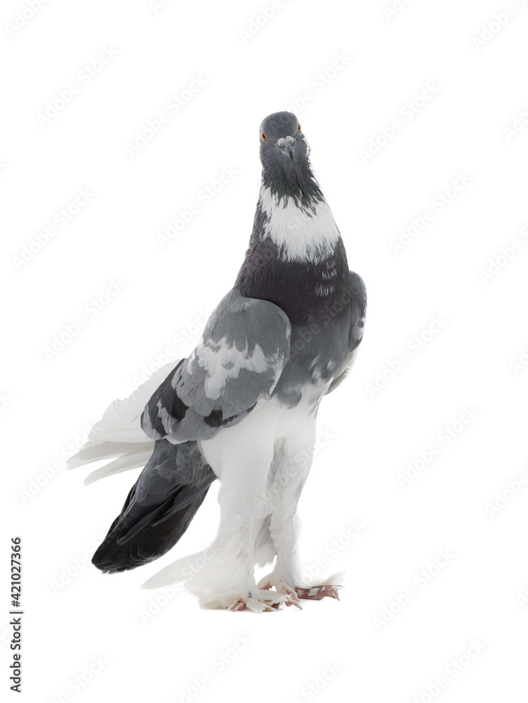 Fototapeta premium graceful pigeon ( English Pouter) isolated on white background