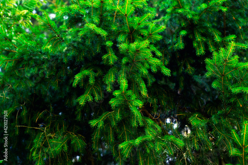 Spruce branches in the forest. Beautiful branch of spruce with needles. Christmas tree in nature. Green spruce. Spruce close up.