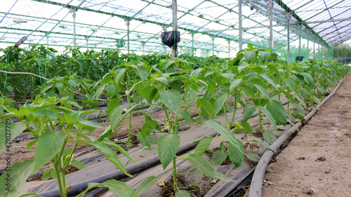 Pepper farming - growth of bell pepper plants inside a greenhouse