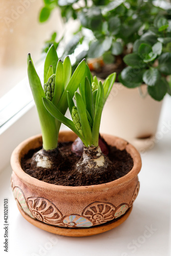 hyacinth in a pot