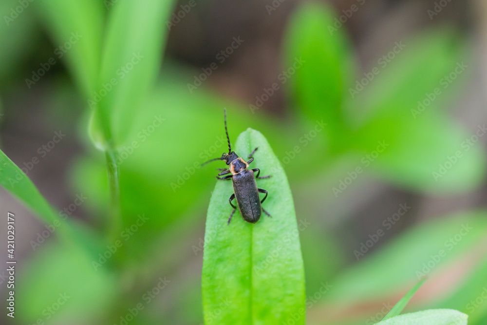 Soldier Beetle on Leaf in Springtime Soldier Beetle on Leaf in Springtime