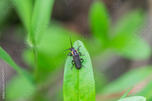 Soldier Beetle on Leaf in Springtime © Erik