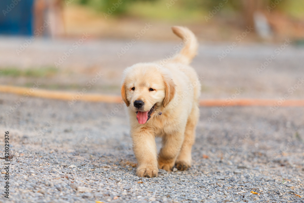 The golden retriever puppy survey new house.