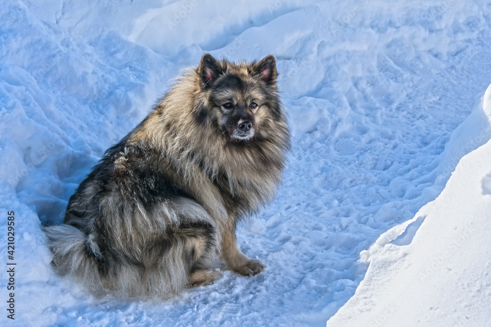 Beautiful and fluffy Wolfspitz dog sits among snowdrifts in winter