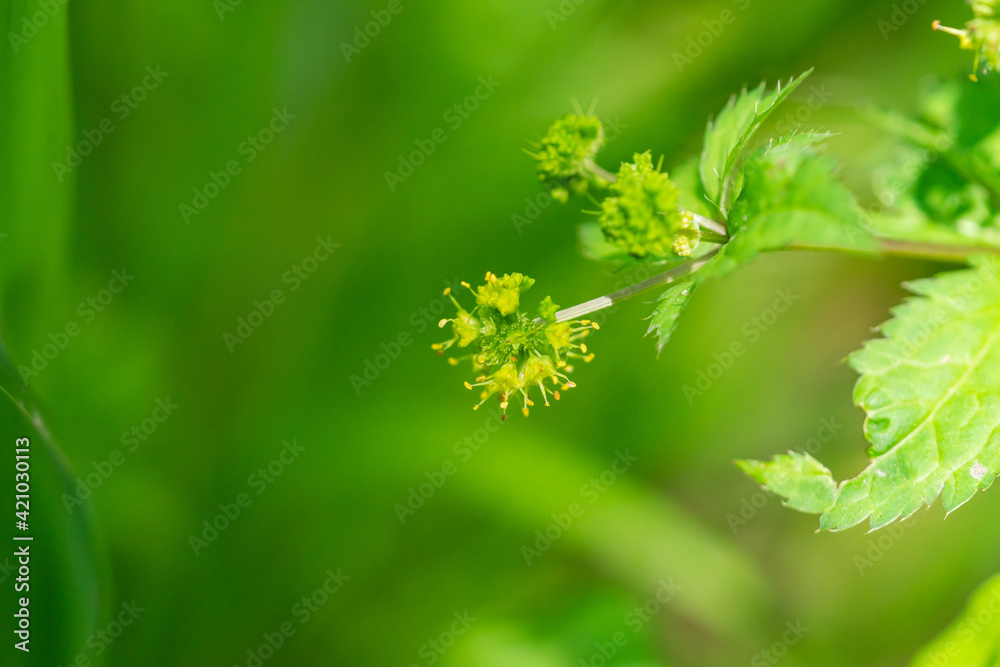 Clustered Black Snakeroot Flowers in Springtime Clustered Black Snakeroot Flowers in Springtime