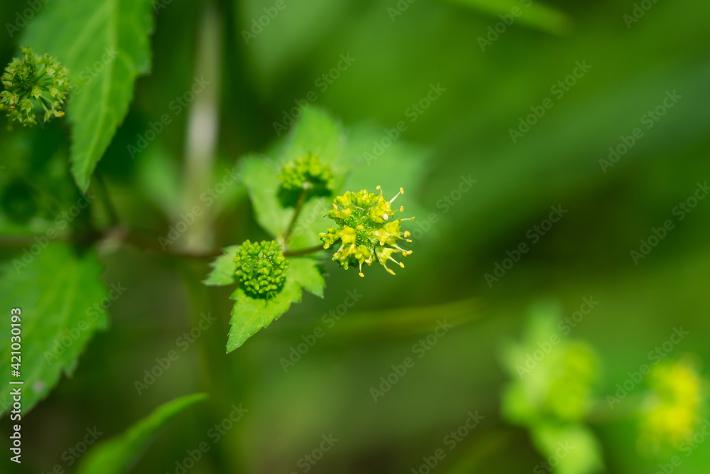 Clustered Black Snakeroot Flowers in Springtime Clustered Black Snakeroot Flowers in Springtime