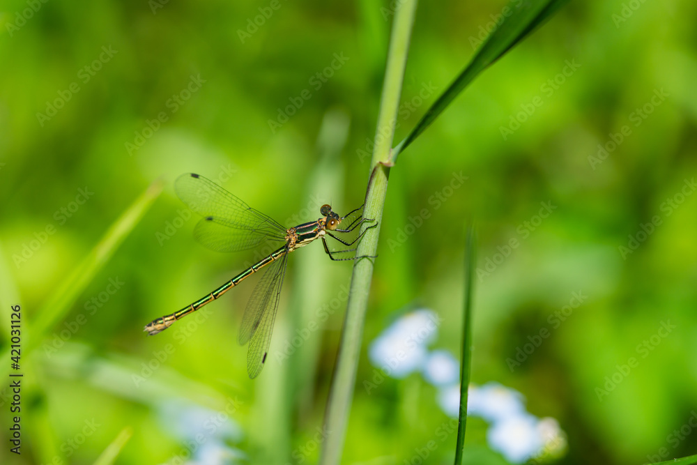 Emerald Spreadwing Damselfly in Springtime Emerald Spreadwing Damselfly in Springtime