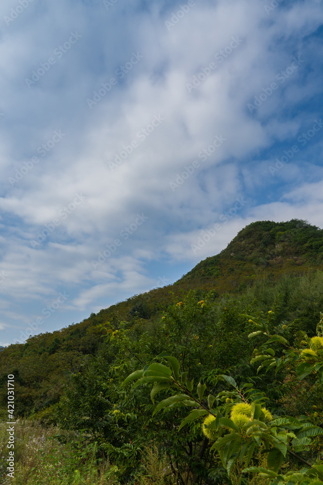 Fototapeta premium Chestnut trees at the foot of the mountain in autumn