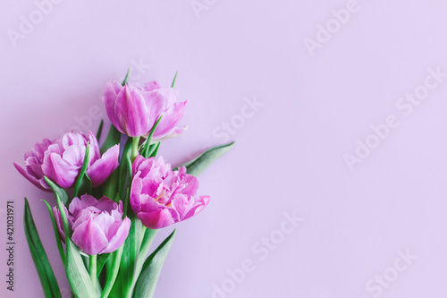 Tender violet tulips on pastel violet background. Greeting card for Women's day.